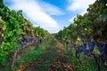 Grape Vine with Leaves, Sky Background Ã¢â¬âÃÂ Italian Vineyard on Mount Etna, Sicily Royalty Free Stock Photo